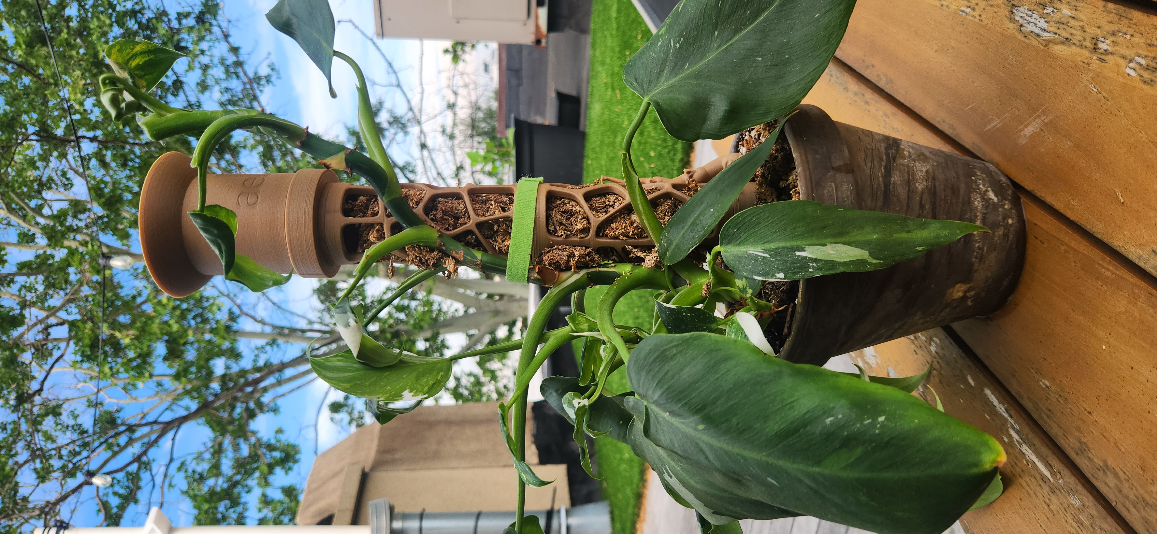 aelio growth in action
